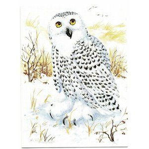 Snowy Owl Bird Birds Lovers Collection Blank Art illustrated Greeting Card